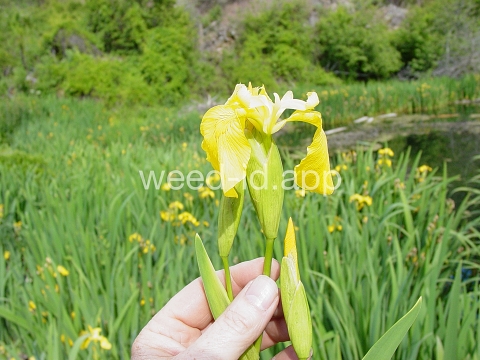 iris, yellowflag